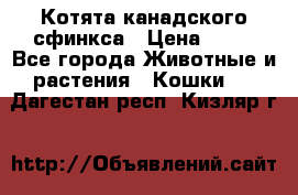 Котята канадского сфинкса › Цена ­ 15 - Все города Животные и растения » Кошки   . Дагестан респ.,Кизляр г.